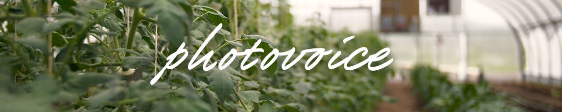 A close up of plants in a greenhouse with the word "photovoice" in the middle of the image. 