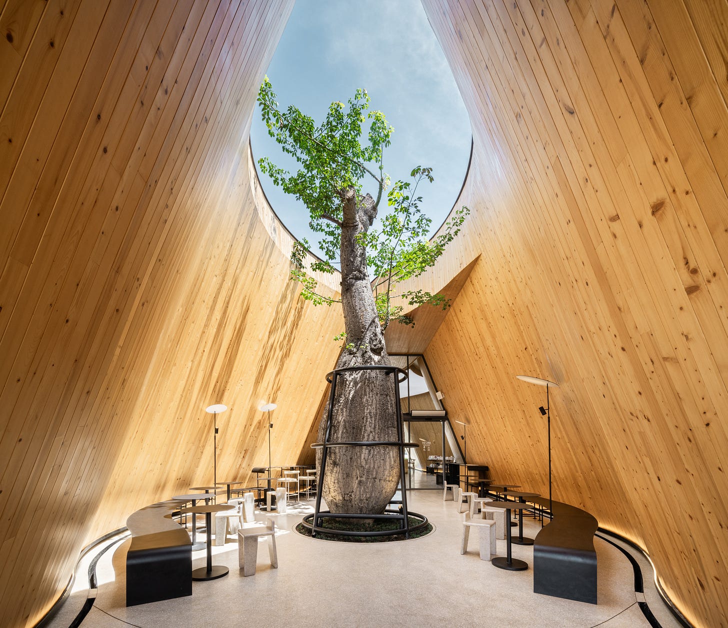 the interior of a new coffee shop, clad in vertical pine with a large aperture in the ceiling that allows a tree to grow inside