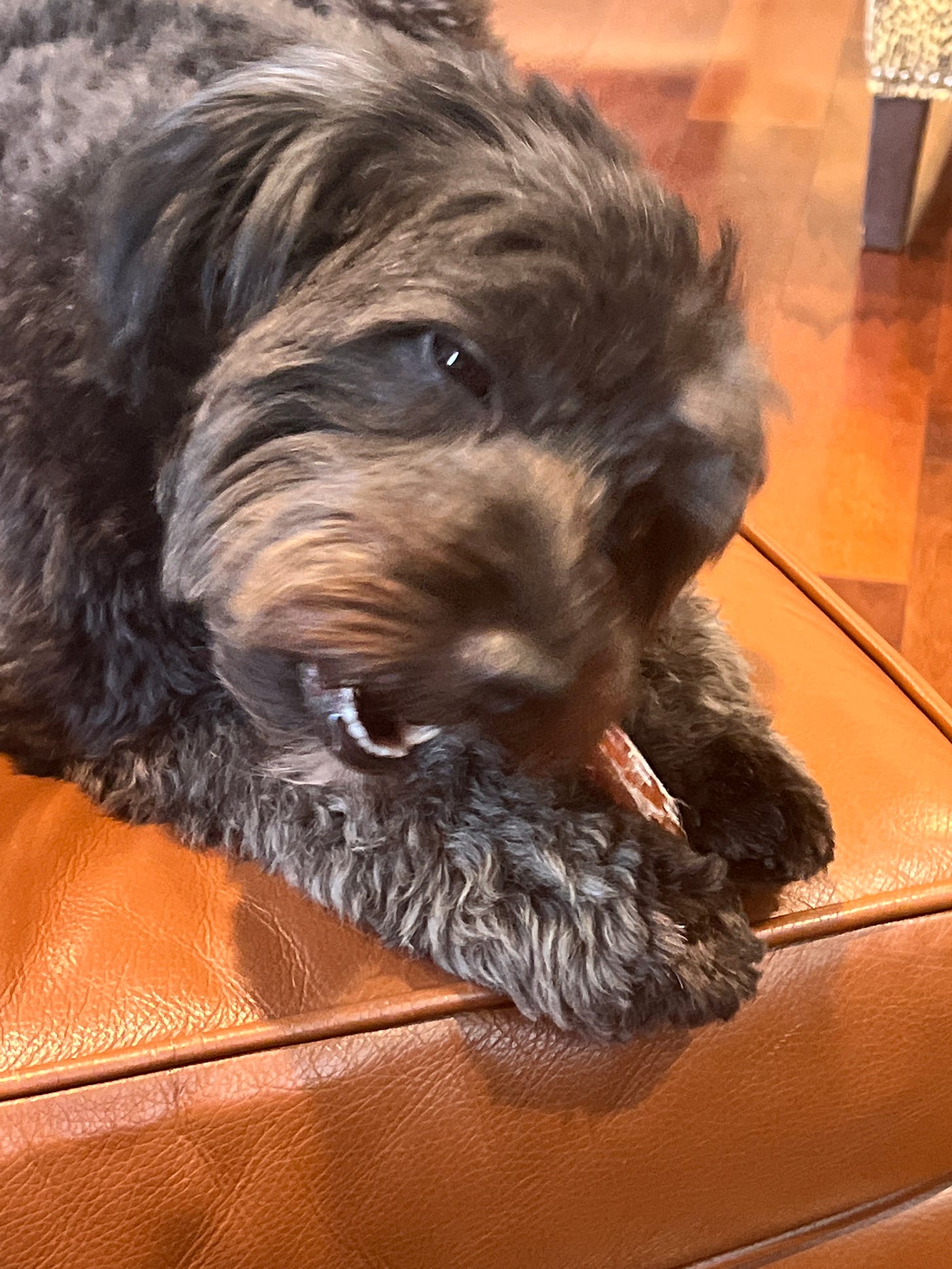 Dog snacking on a treat