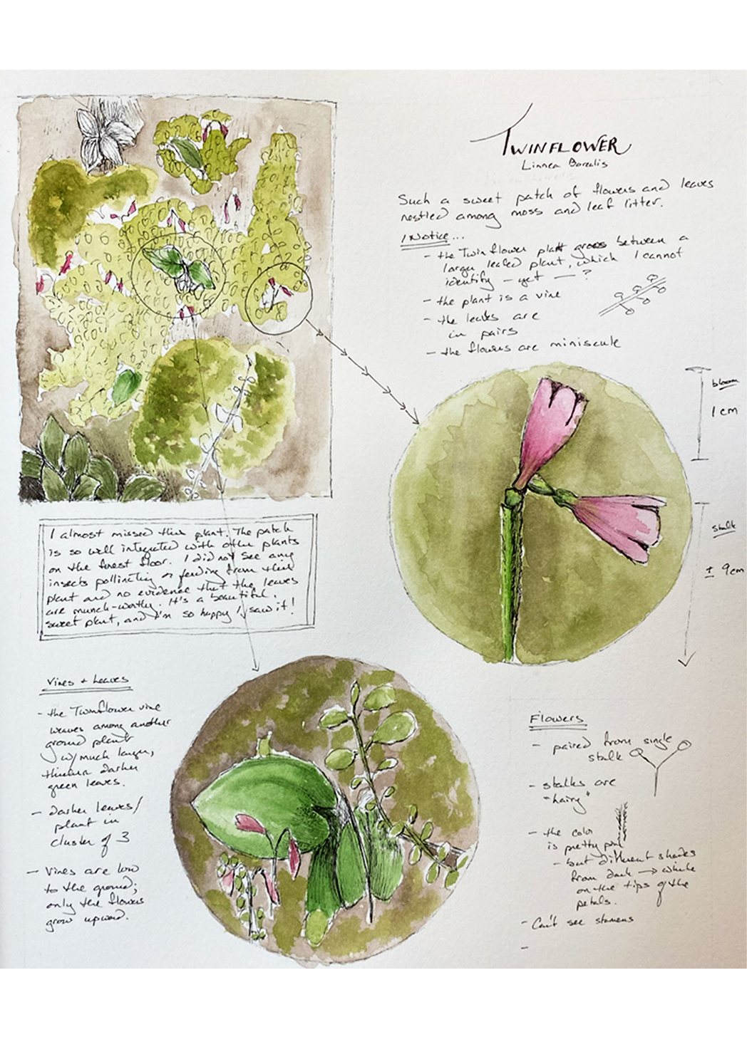 illustrated study page from my nature journal