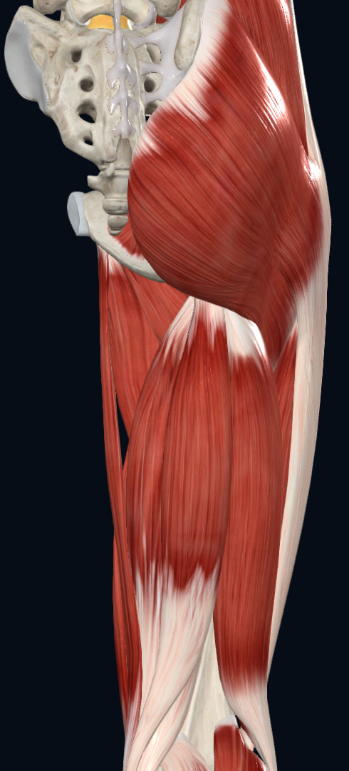 Posterior view of Adductor brevis and longus