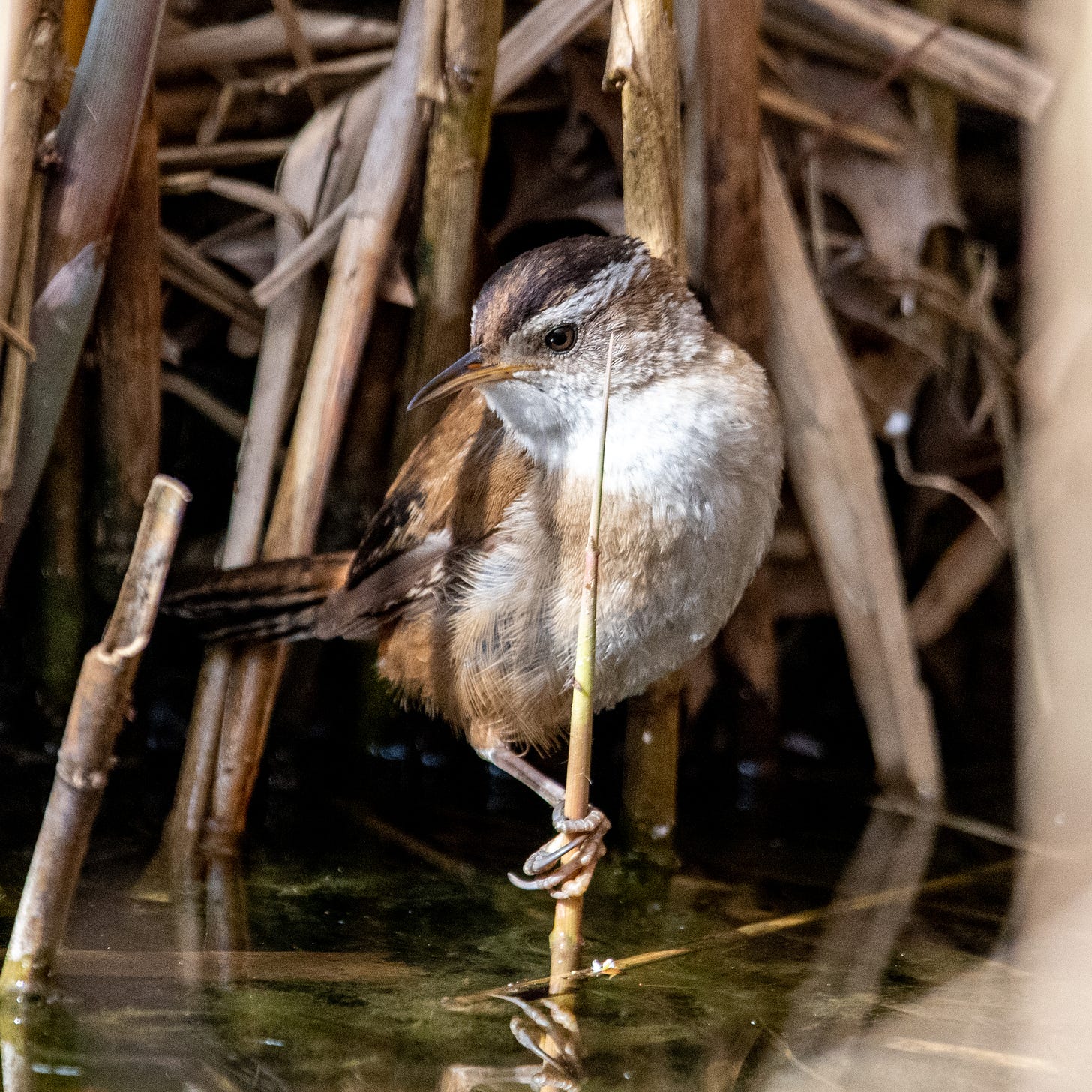 A marsh wren, grasping a reed, looks melancholically over its shoulder
