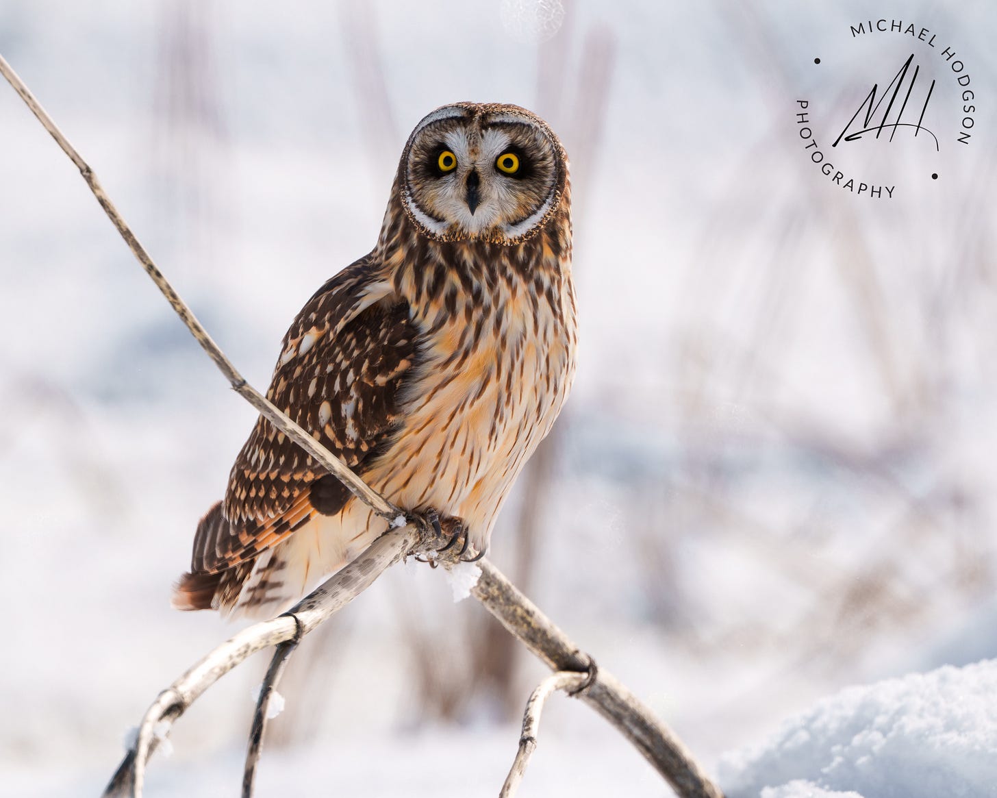 Short-eared Owl in Lower Klamath National Wildlife Refuge