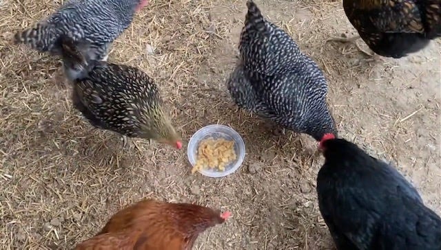 chickens eating apple sauce