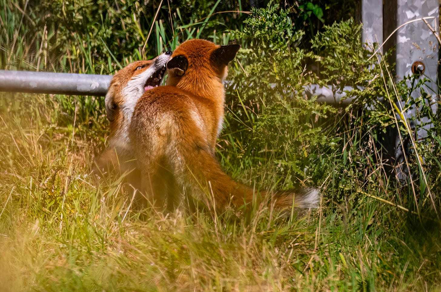 Photo of red foxes play fighting in a field