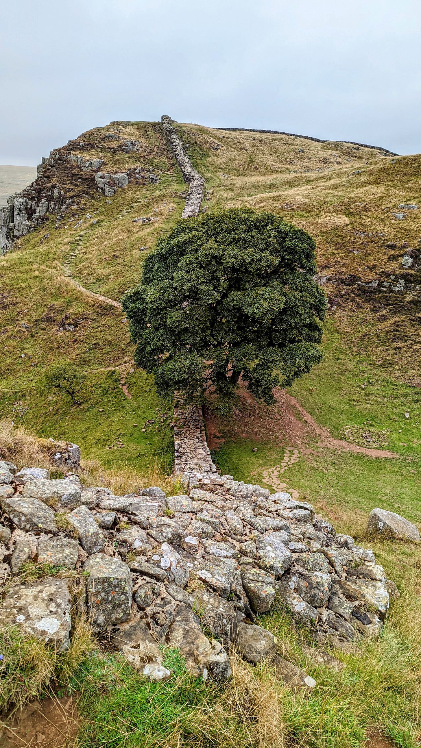 a photo of the sycamore gap tree