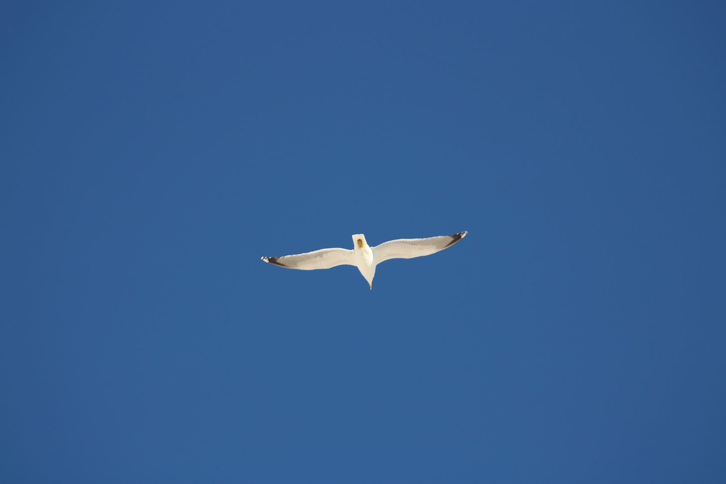 Image of gull flying away