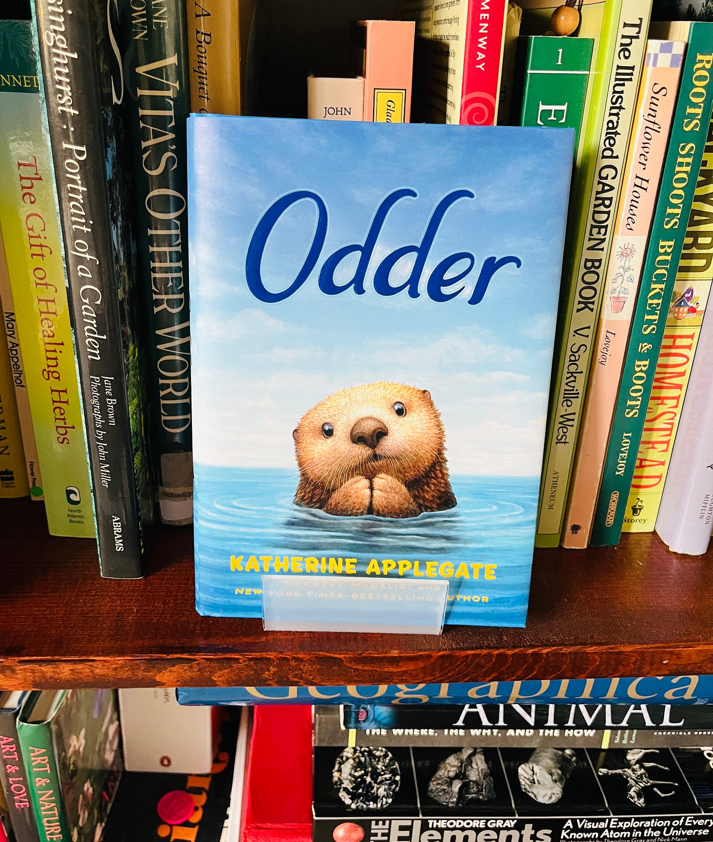 Odder by Katherine Applegate in a plastic book stand in front of many book spines on a shelf