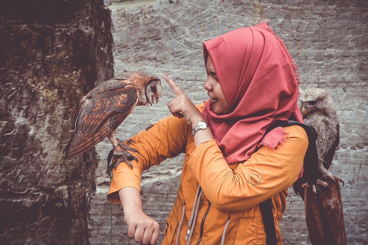 owl perched on girl's arm as she touches its head with her finger