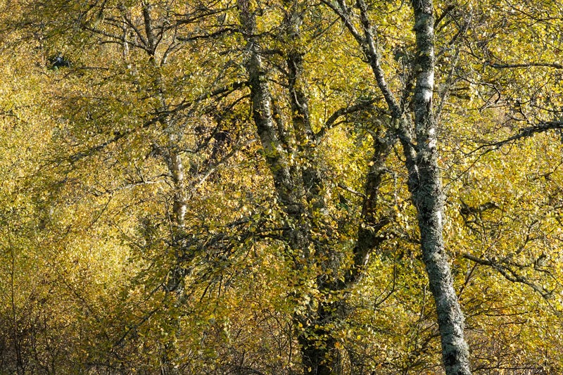 Birch tree leaves turn butter yellow and gold in October