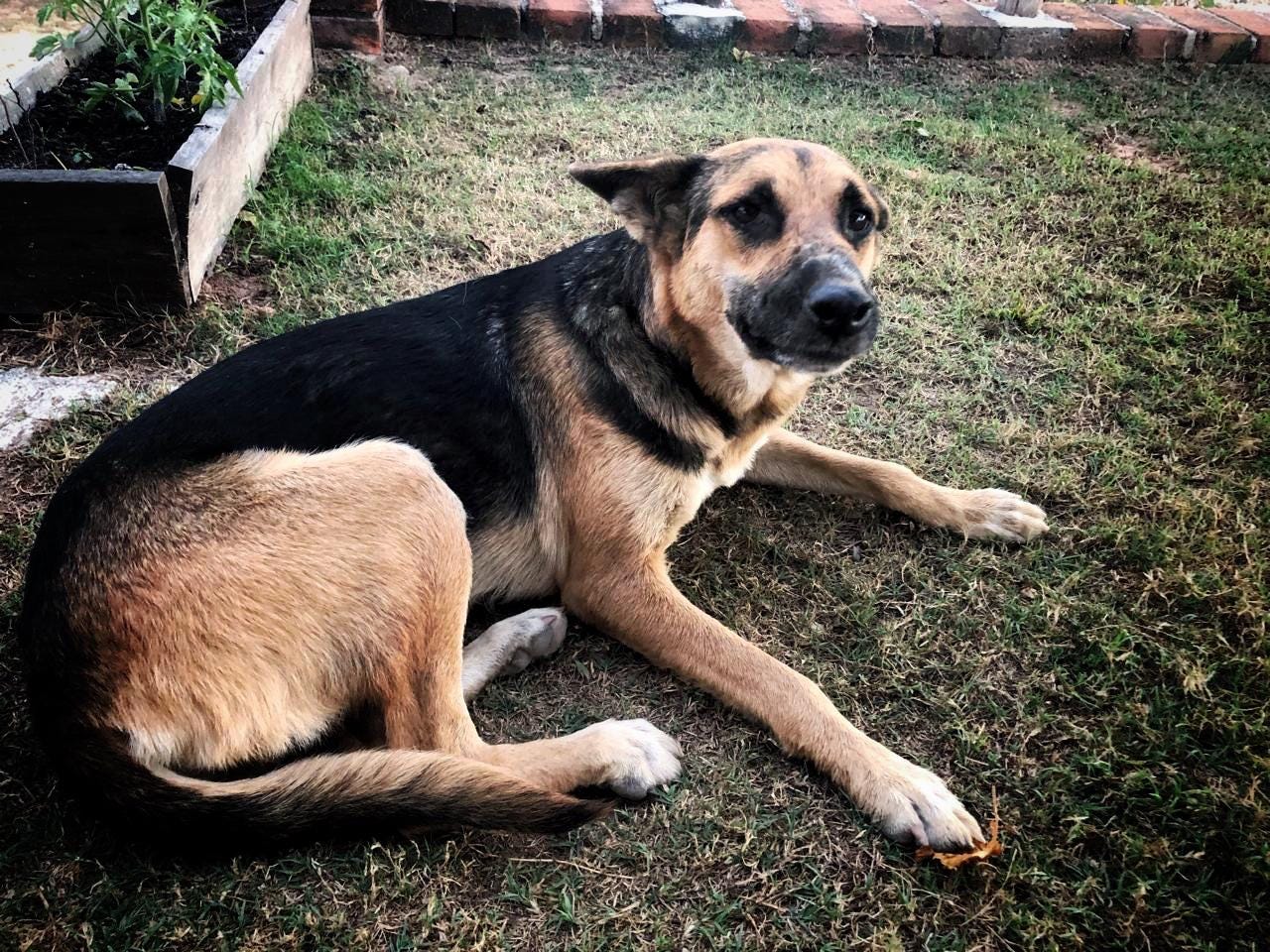 A German shepherd sitting on grass, watching the camera
