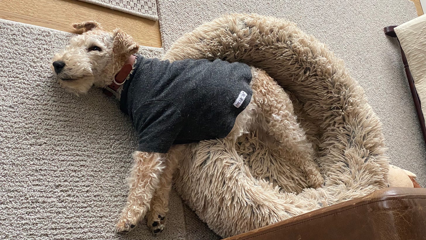 Nutmeg the lakeland terrier lying sprawled on a round bed. The back half of her body is in the bed. The front half of her body is out of the bed and on the floor.