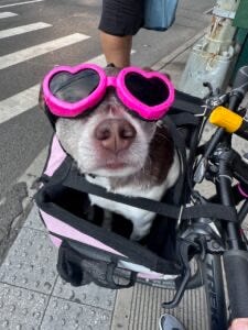 glamour dog