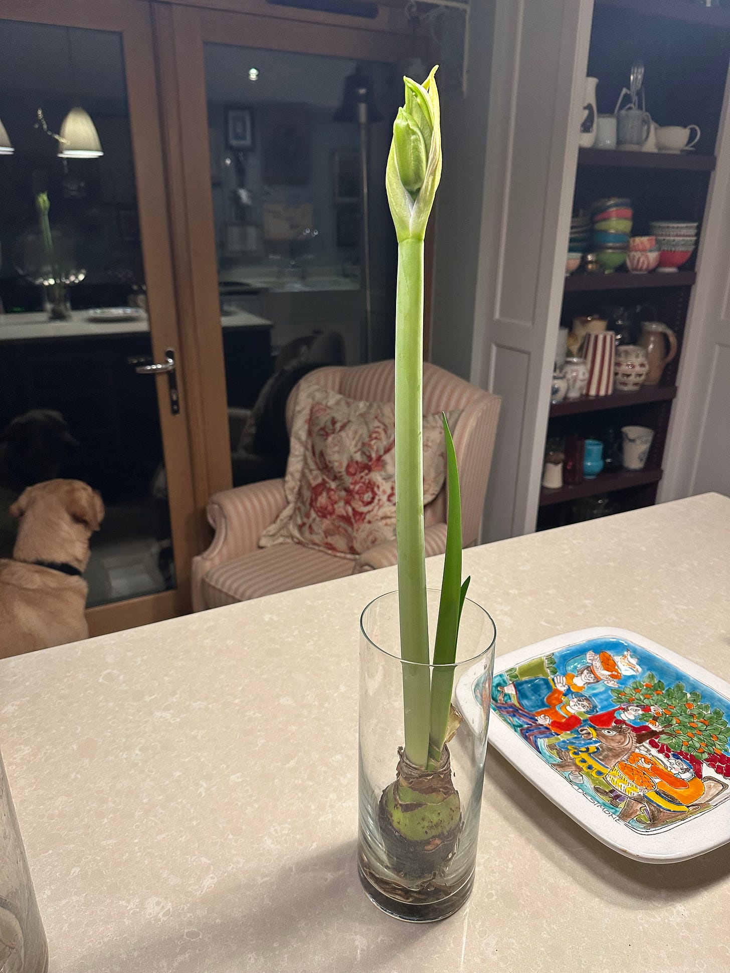 an amaryllis plant in a kitchen with a dog looking out of the window