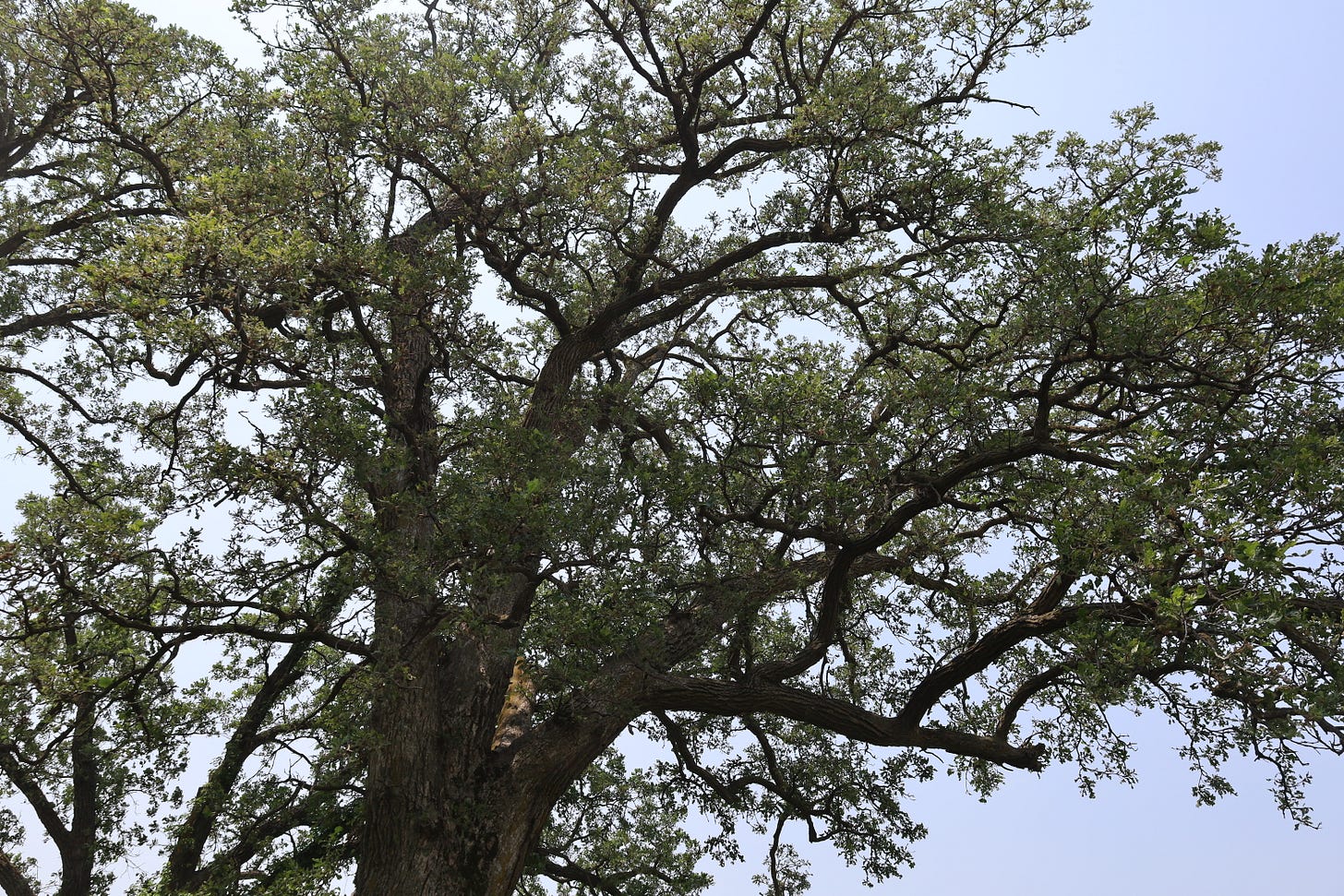 A Mighty Oak at the Genuine Faux Farm