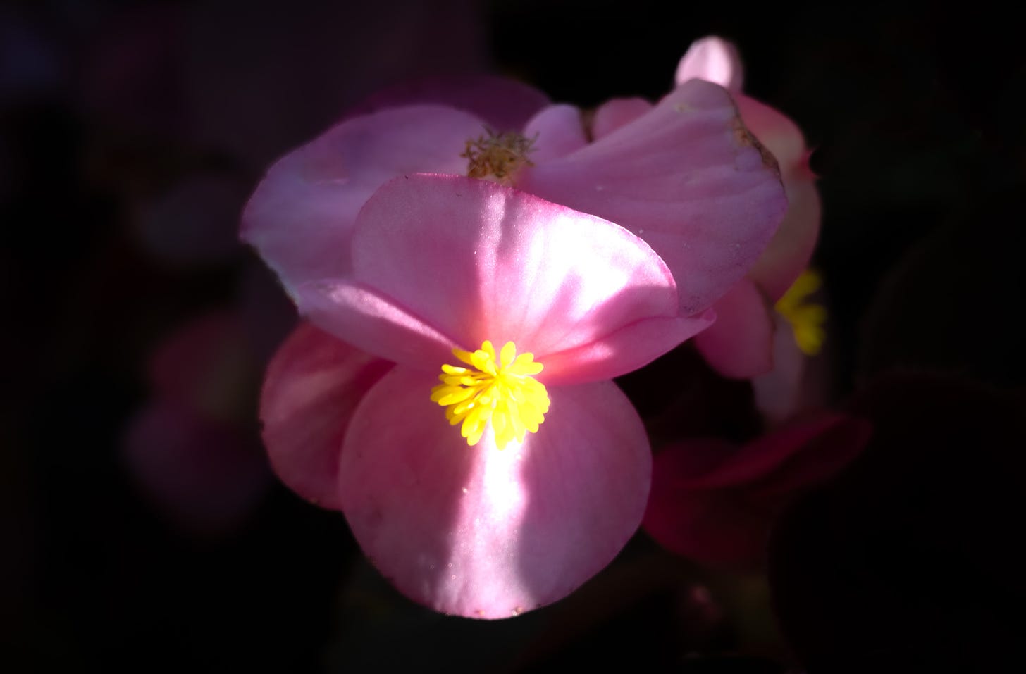 A single pink begonia blossom with a shaft of sunlight lighting the middle of the bloom against a dark background