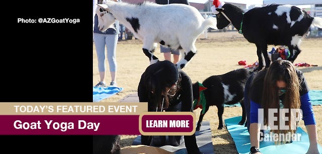 Women doing yoga with goats on their backs. 