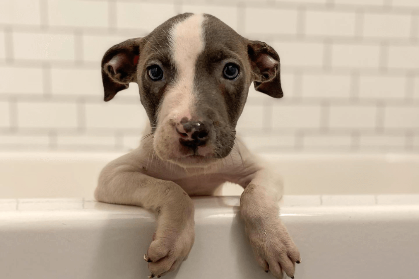 One of our foster puppies, a grey-and-white mixed breed named Joey, sits in the top where he had to go potty during Hurricane Ian