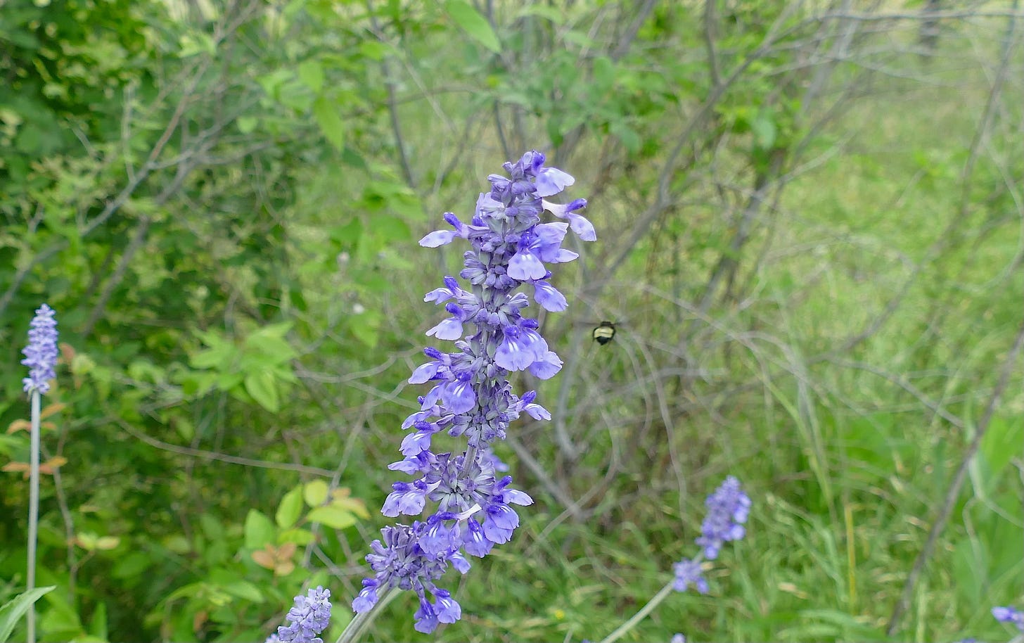 Blue sage in bloom, with bumblebee