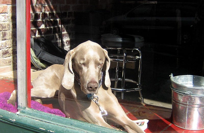 brown dog lounging in a sunny window of an empty bar