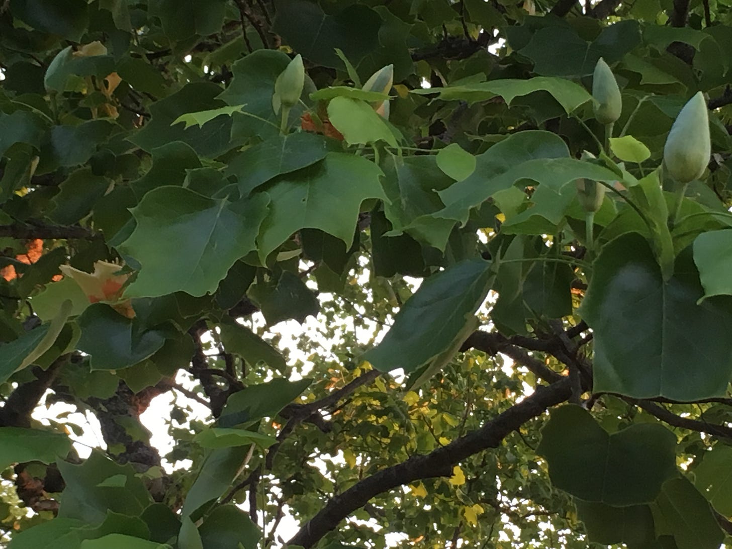 Buds, leaves and blooms of tulip poplar 