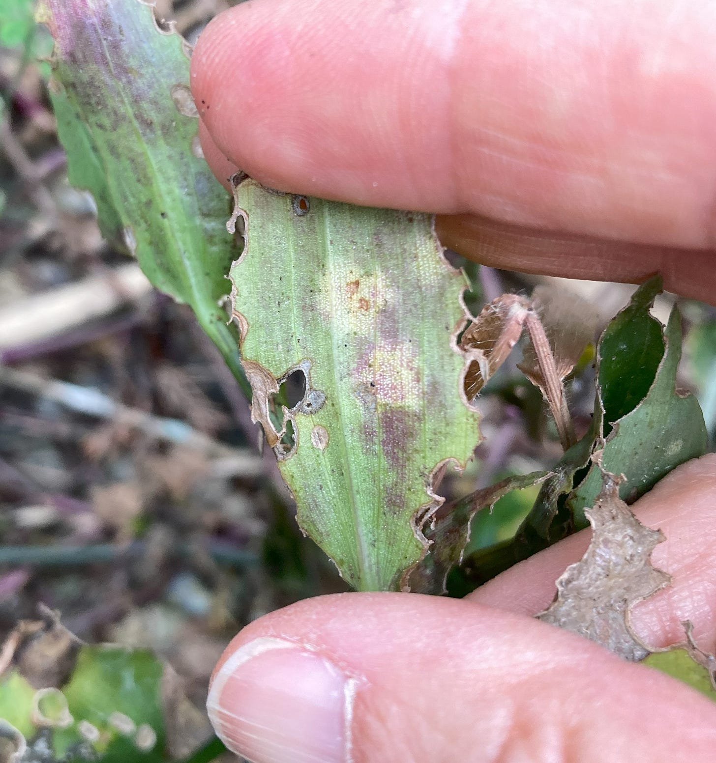 A single leaf of tradescantia showing chewed leaf margins and spotting