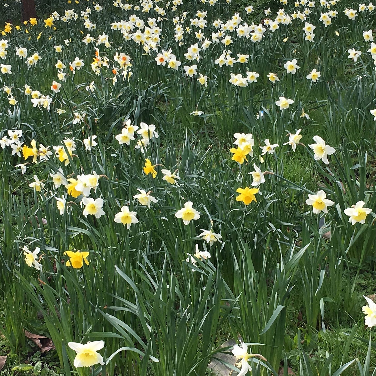 photo of daffodils by Sabrina SImpson