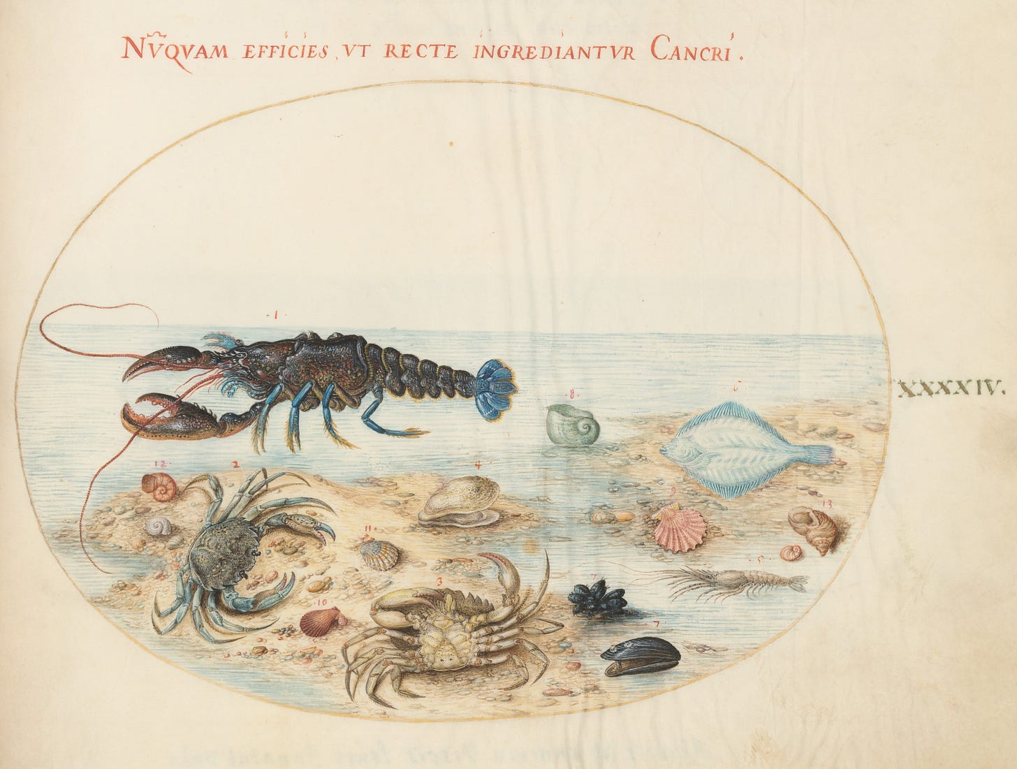 Joris Hoefnagel’s painting entitled, Lobster, Two Crabs, Scallop Shells, and Other Sea Life, circa 1575/1590s