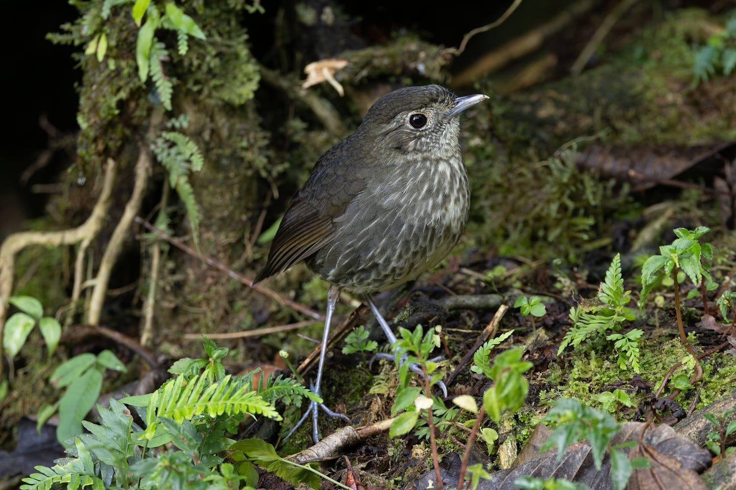 a round bird wiith long stick legs, gray with white streaks on its belly, looking to the right, standing on the ground