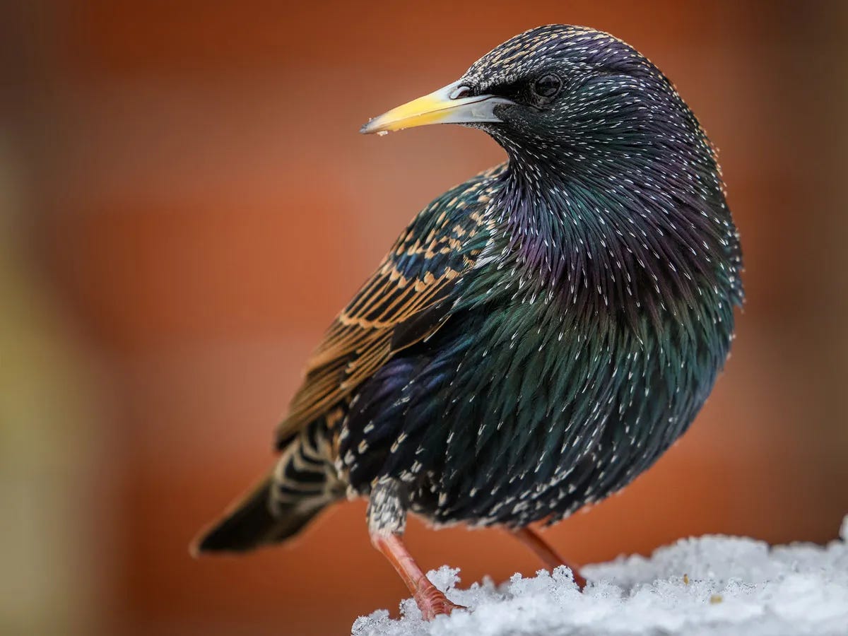 Are European Starlings Invasive? (Problems, Control + FAQs) | Birdfact