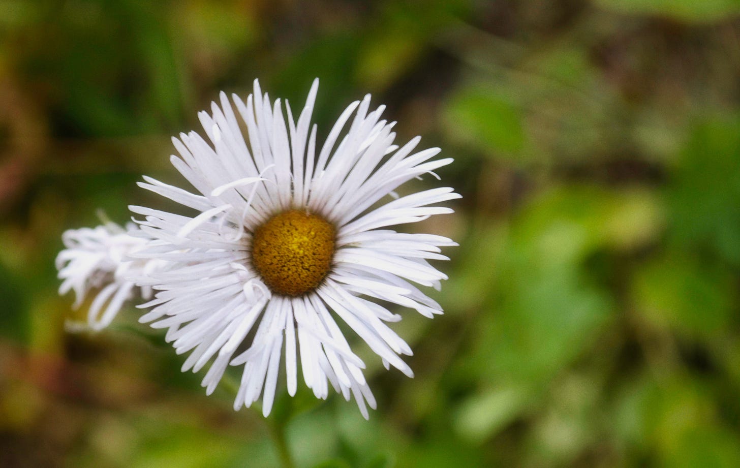 A single white wildflower with a dark yellow center. The petals are thin strips of white, fluffy, and full