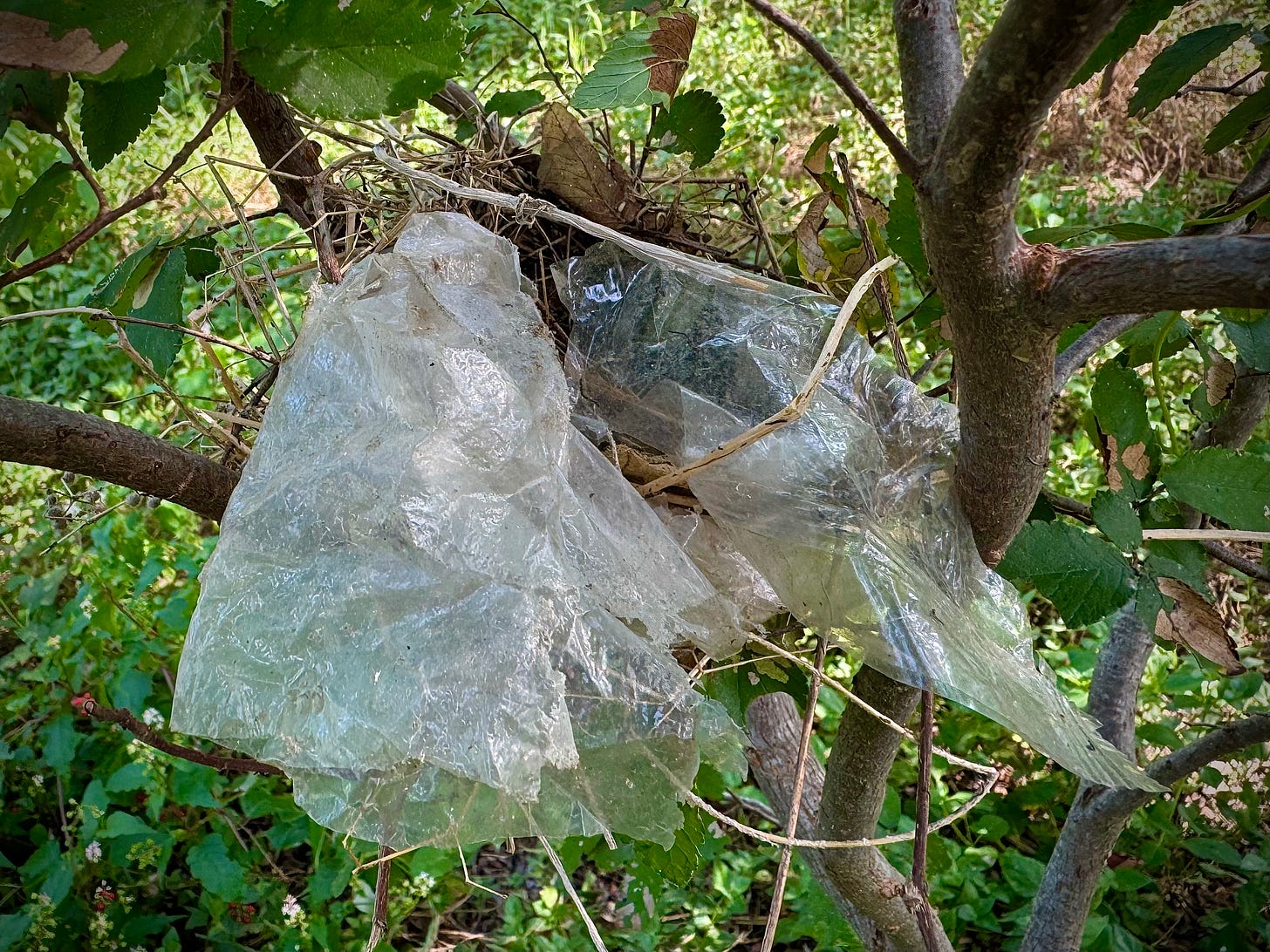 Bird nest with plastic sheets