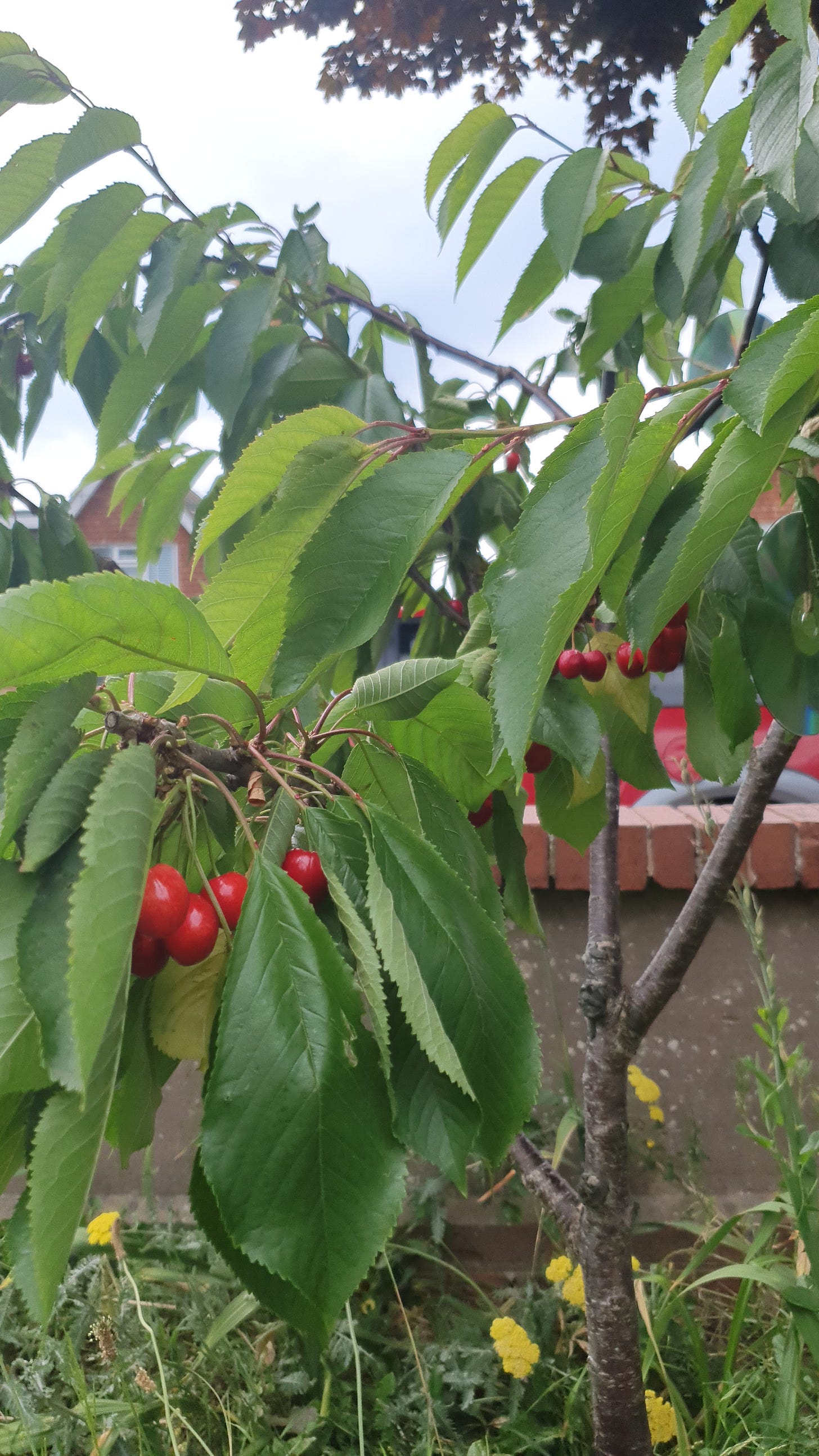 cherry tree with fruit