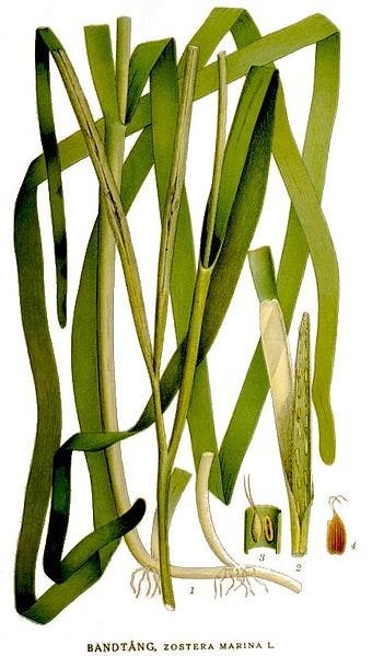 Planche naturaliste représentant une zostère marine