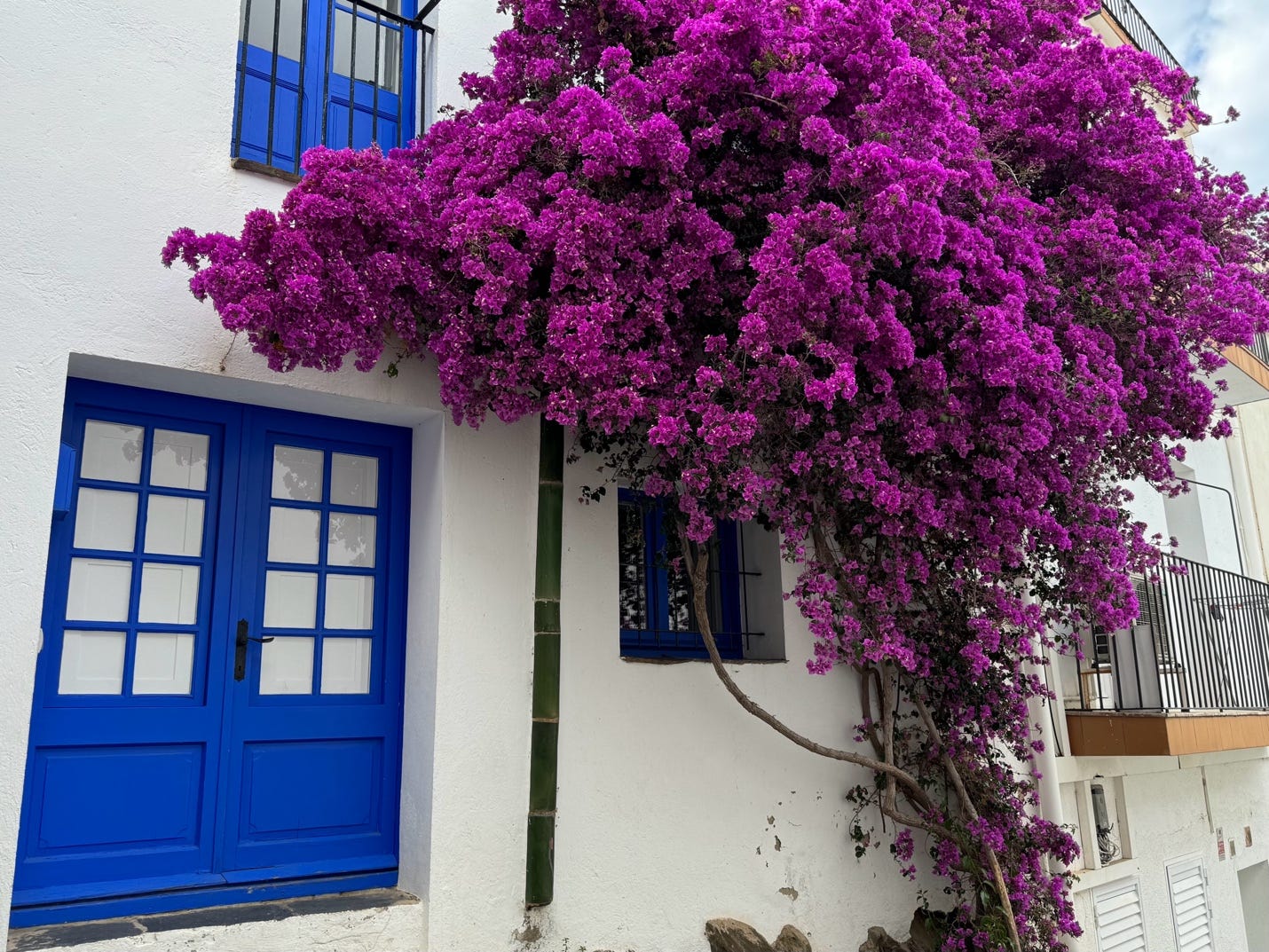 A purple tree growing on a white building

Description automatically generated