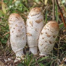 Foraging and Cooking Shaggy Mane Mushrooms