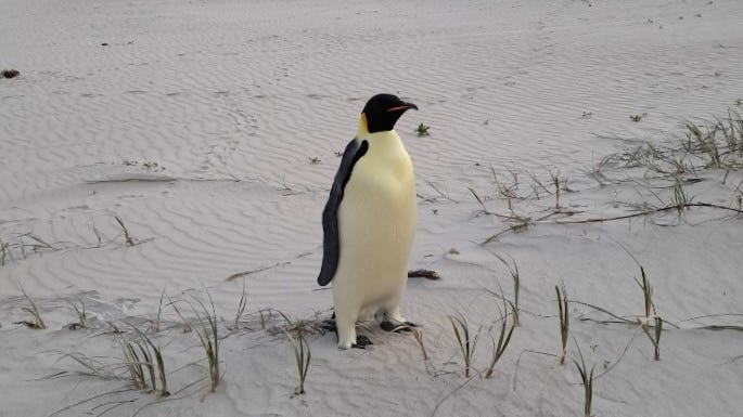 A penguin on a beach. 