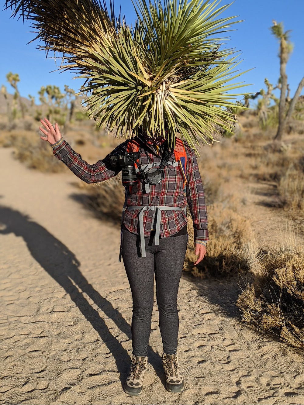 person standing behind a Joshua Tree branch