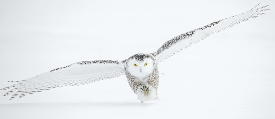 photo of flying owl