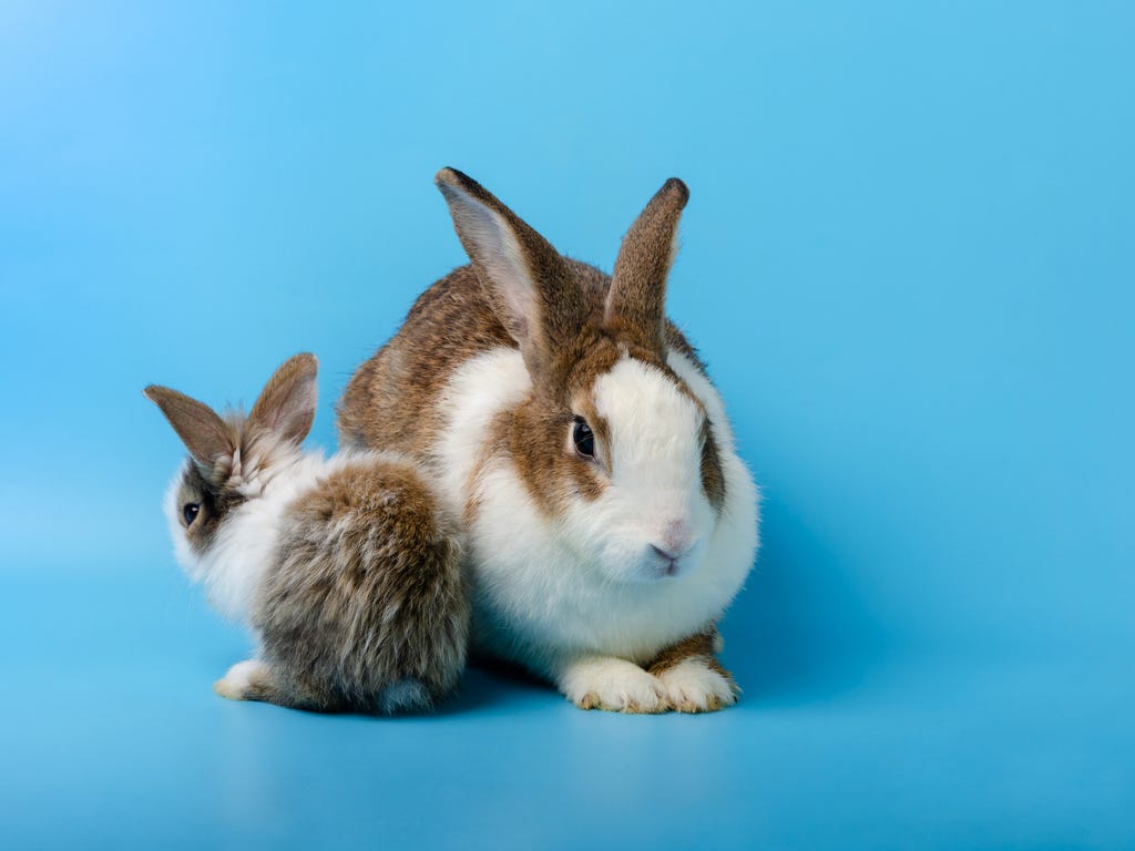 Raising Rabbits: A Month-by-Month Guide for First-Time Owners