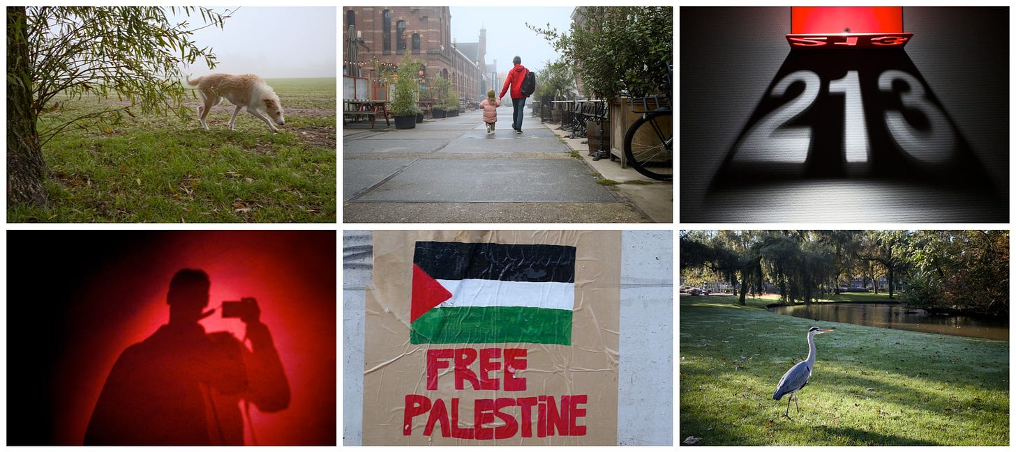 A montage of images photographed around my home. Including a dog by a tree and a free Palestine poster