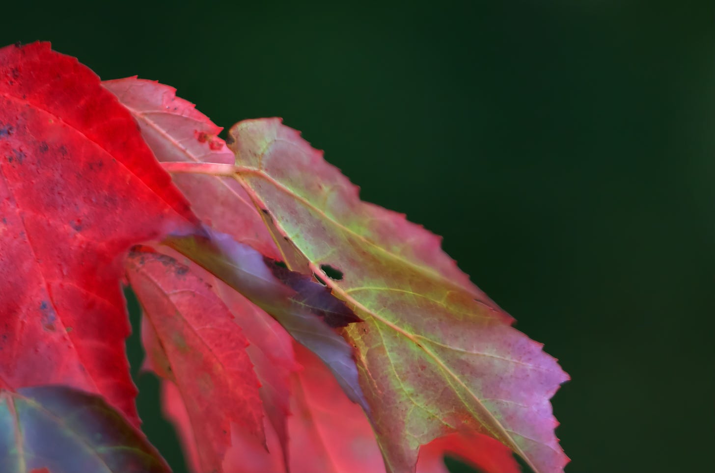 Maple leaves shift into brilliant hues of red and gold as autumn begins.