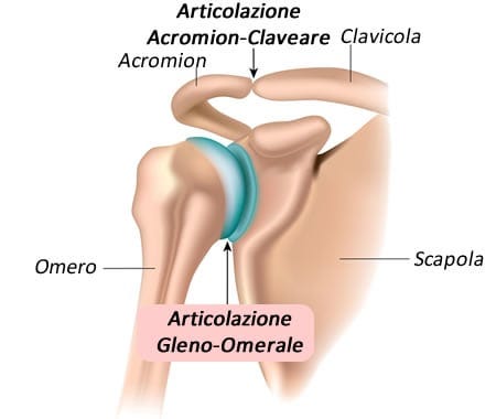 https://www.my-personaltrainer.it/2021/12/10/scapola-anatomia---articolazioni-orig.jpeg