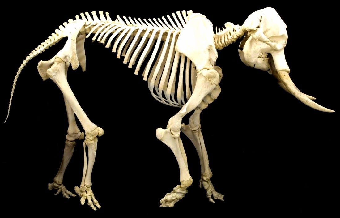 File:Elephant skeleton.jpg - Wikipedia