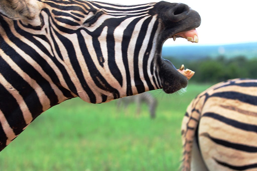 Head shot of laughing zebra