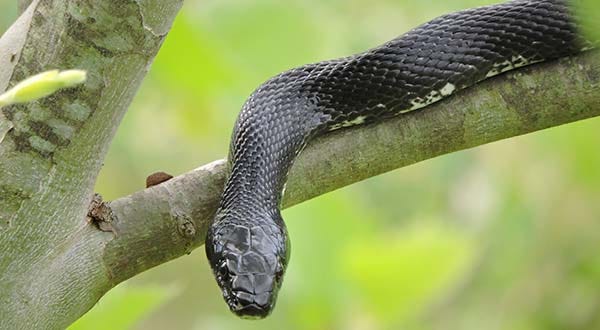 Lawsuit over snake-infested Maryland house has been settled - Maryland  Daily Record