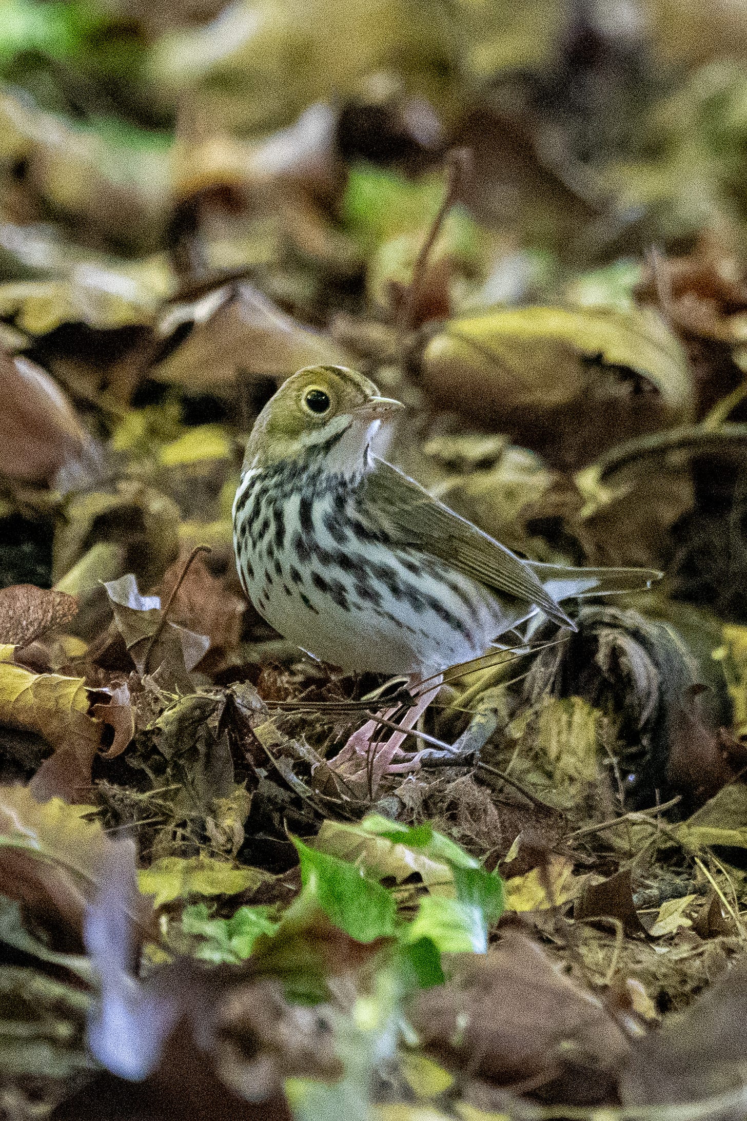 An ovenbird looks over its shoulder, standing amid leaf debris