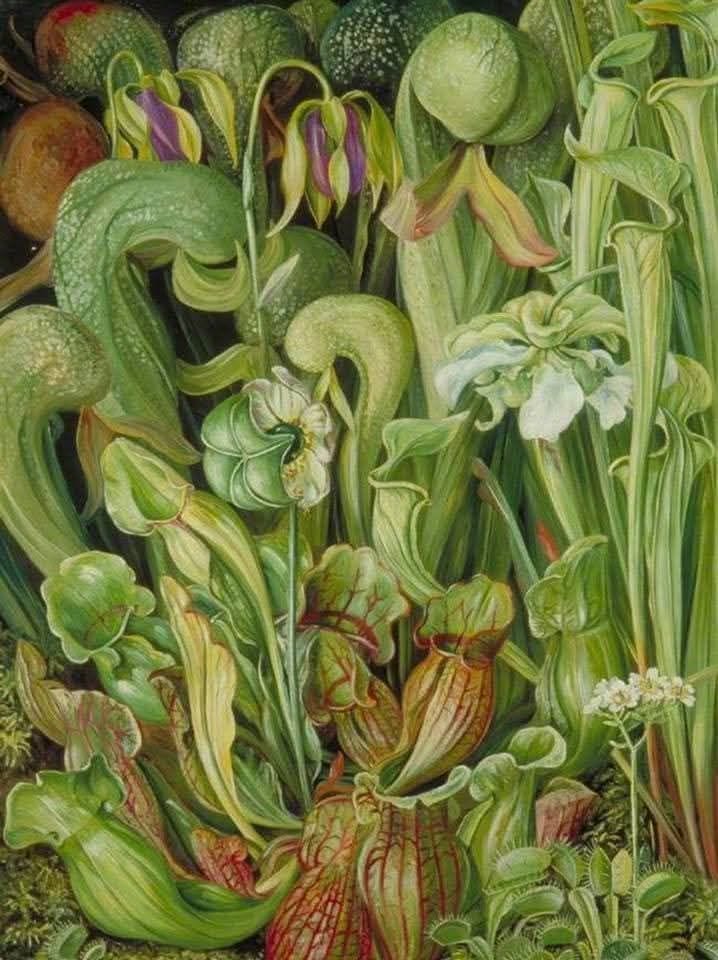May be an image of pitcher plant
