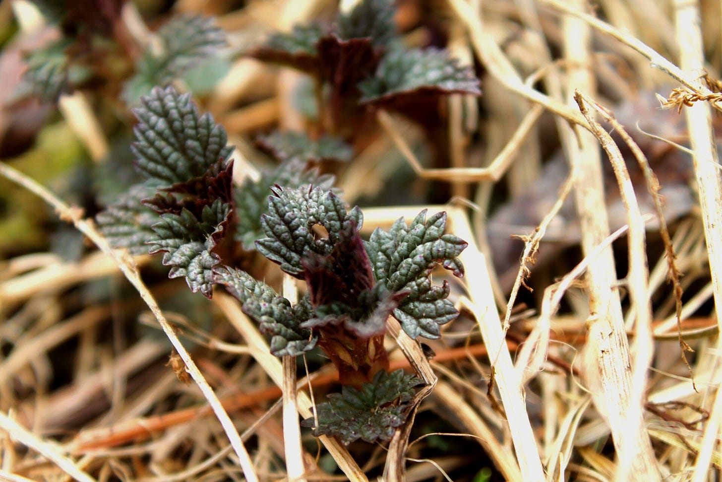 Nettle often emerges in the spring looking purple, due to a naturally occurring plant “anti-freeze”.