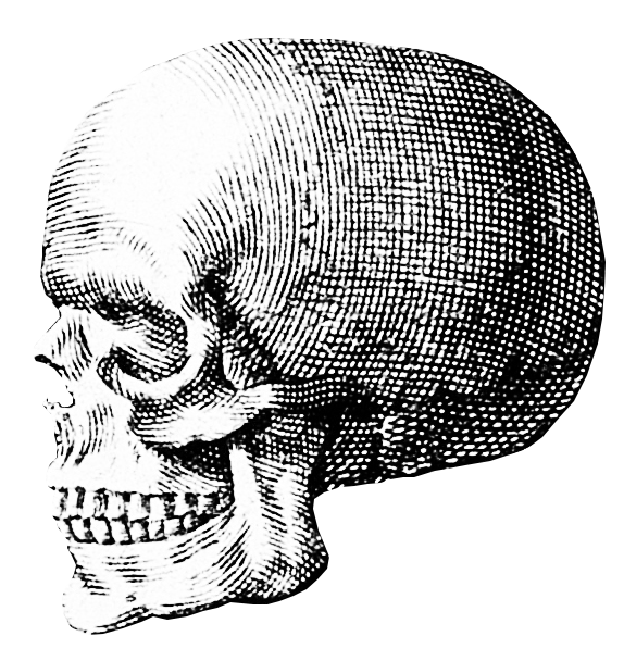 A black and white engraving of a skull in profile, looking left.